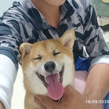 แม่พันธุ์ ชิบะมาเมะสาว แท้มีใบเพ็ด รูปที่ 3