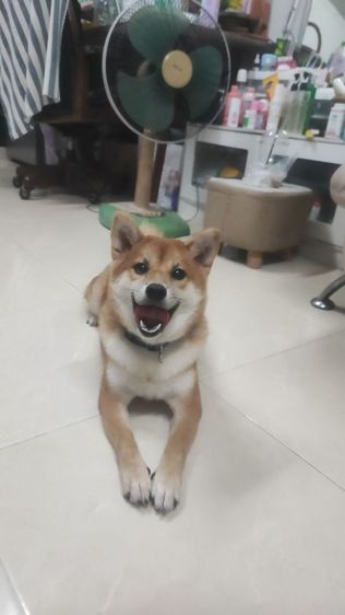 แม่พันธุ์ ชิบะมาเมะสาว แท้มีใบเพ็ด รูปที่ 2