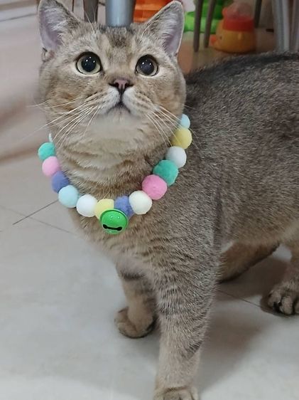 บริติช ชอร์ตแฮร์ (British Shorthair) บริติชช็อตแฮร์ เพศผู้ ลดประชากร