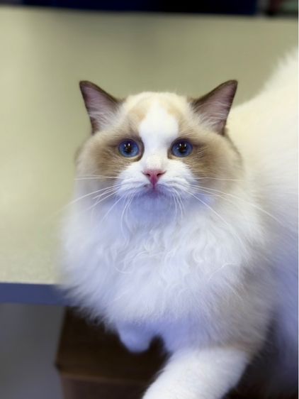 Ragdoll seal bicolor  รูปที่ 5