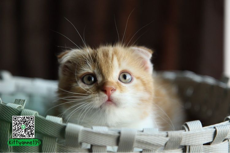 สก็อตติช โฟลด์ (Scottish Fold) แมวสก็อตติชโฟลด์แท้