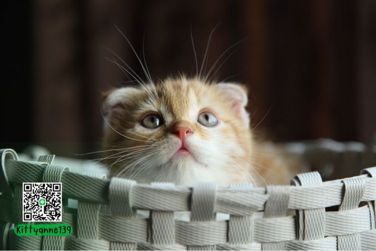 แมวสก็อตติชโฟลด์แท้ รูปที่ 3