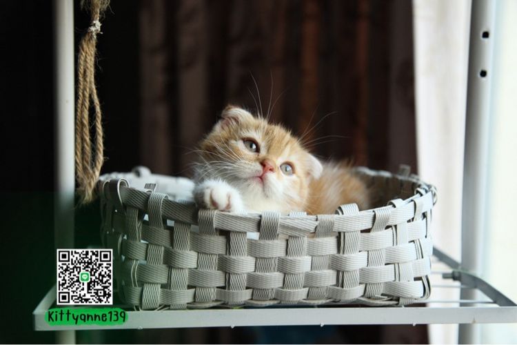 แมวสก็อตติชโฟลด์แท้ รูปที่ 12