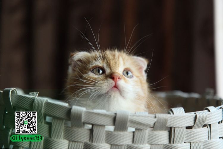 แมวสก็อตติชโฟลด์แท้ รูปที่ 2