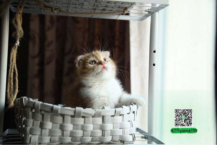 แมวสก็อตติชโฟลด์แท้ รูปที่ 10