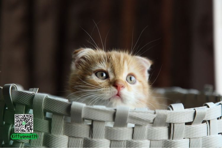 แมวสก็อตติชโฟลด์แท้ รูปที่ 6