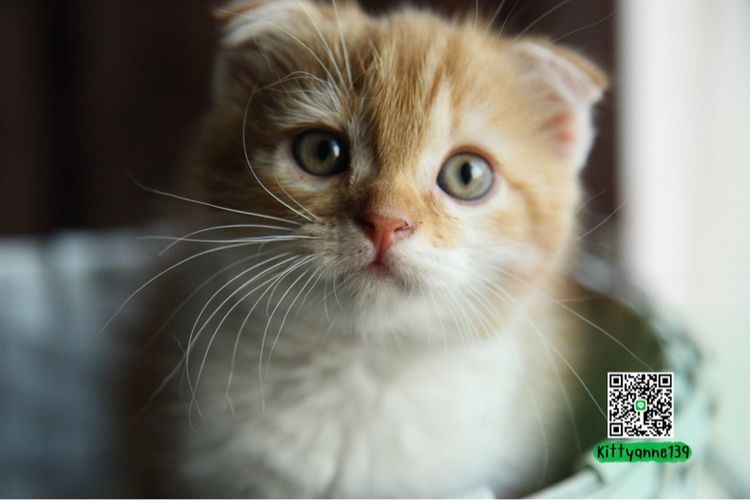 แมวสก็อตติชโฟลด์แท้ รูปที่ 15