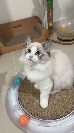 เด็กหญิงแร็กดอลล์ รูปที่ 3