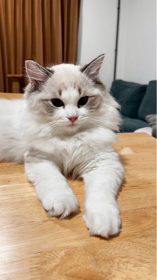 เด็กหญิงแร็กดอลล์ รูปที่ 4