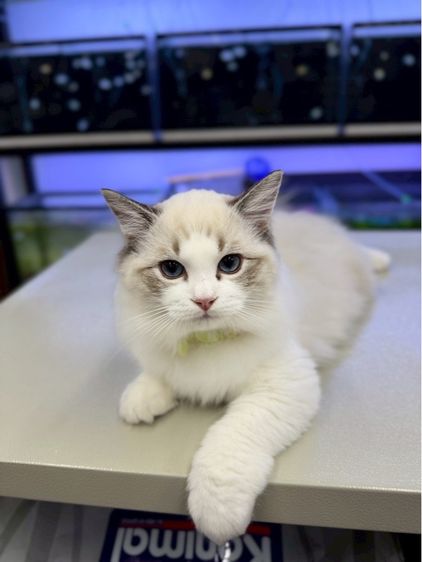 เด็กหญิงแร็กดอลล์ รูปที่ 11