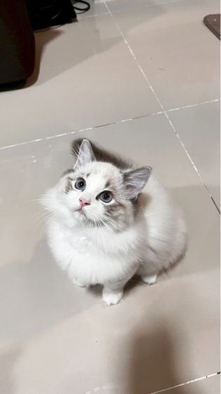 เด็กหญิงแร็กดอลล์ รูปที่ 2