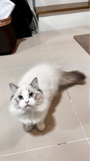 แร็กดอลล์ (Ragdoll) เด็กหญิงแร็กดอลล์