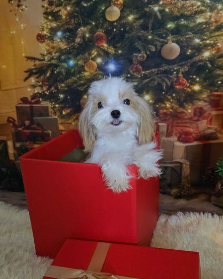 มอลทีส (Maltese) เล็ก มอลทิพู เกาหลี