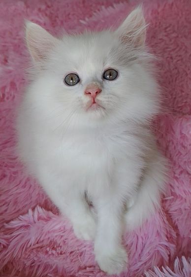เปอร์เซีย (Persian) แมวเปอร์เซียสีขาวตาสีพิเศษ