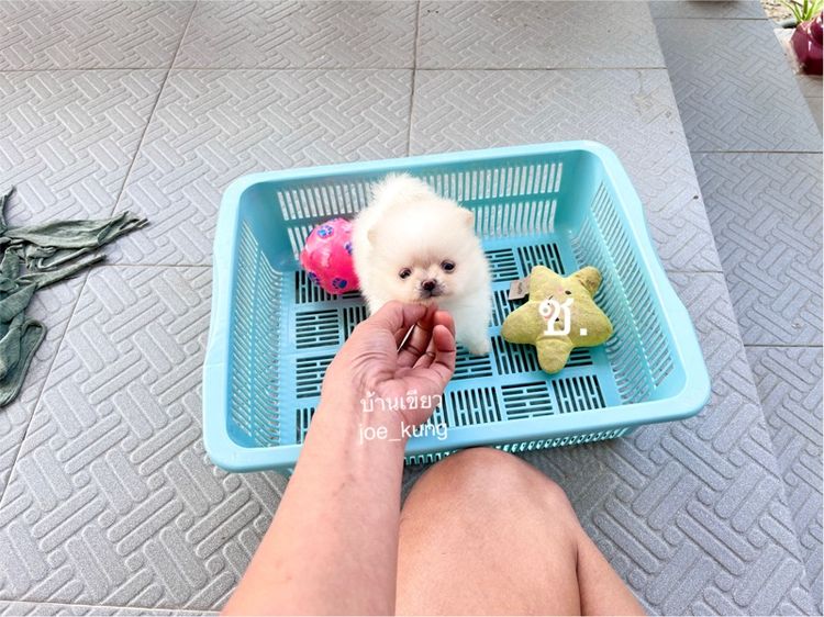 ปอมตัวจิ๋ว น่ารักมาก