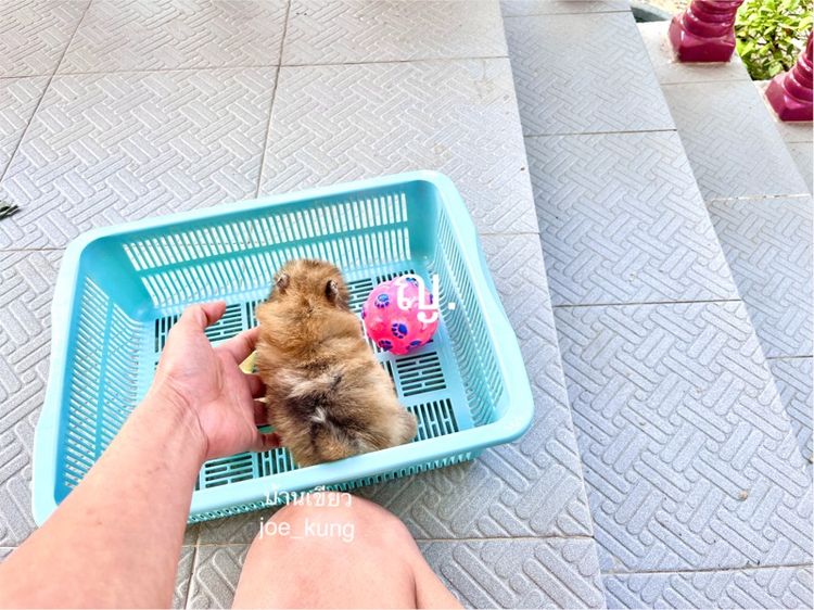 ปอมแท้ ตัวจิ๋ว รูปที่ 3