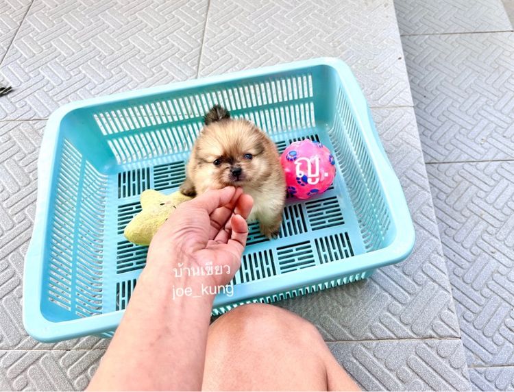 ปอมแท้ ตัวจิ๋ว