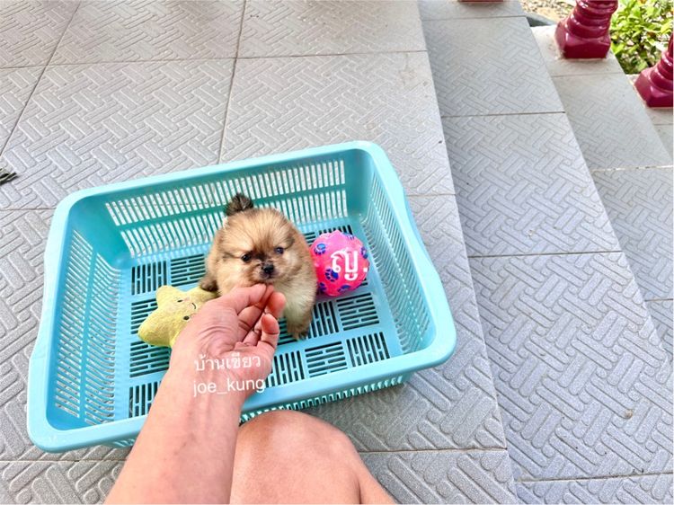 ปอมแท้ ตัวจิ๋ว รูปที่ 2