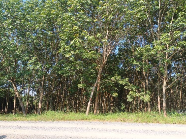 สวนยางอายุ 10ปี พร้อมรายได้ รถเข้าได้สะดวก อ.เชียงคำ จ.พะเยา