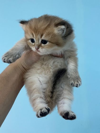 British shorthair  รูปที่ 5