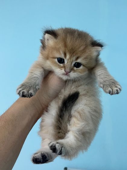 British shorthair  รูปที่ 3