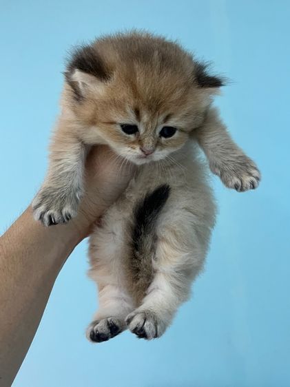British shorthair  รูปที่ 6