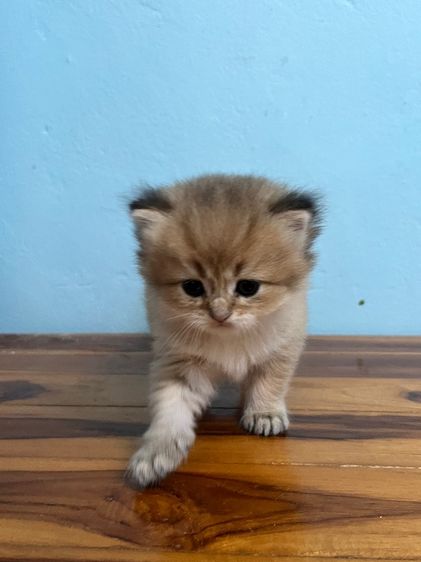 British shorthair  รูปที่ 2