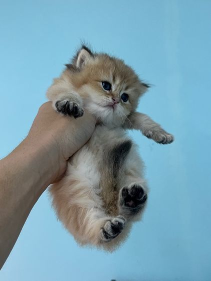 British shorthair  รูปที่ 4