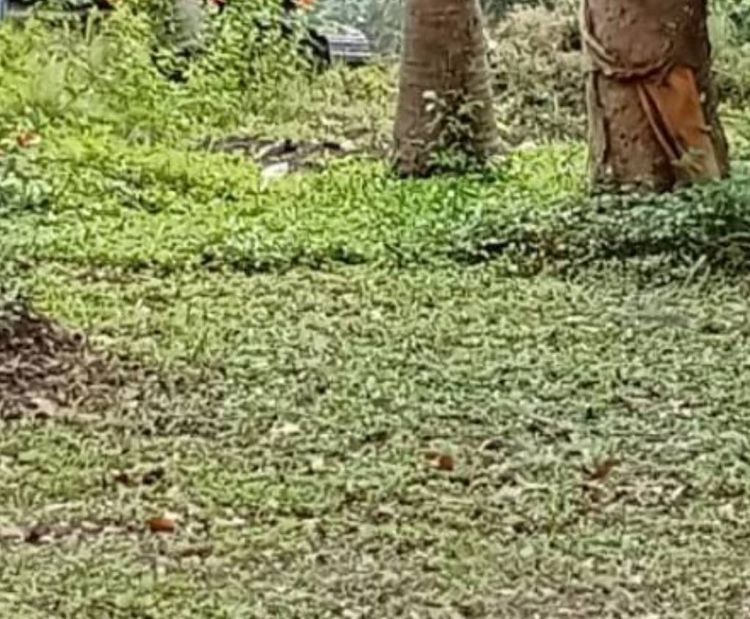 ขายที่ดินผืนงาม 360.6 ตารางวา ใกล้ถนนใหญ่ ตำบลหน้าเมือง อ.เกาะสมุย จ.สุราษฎร์ธานี รูปที่ 2