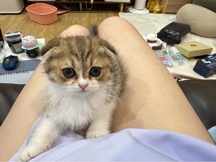 ลูกแมวสก๊อตติสโฟลด์ รูปที่ 3