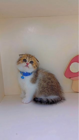 ลูกแมวสก๊อตติสโฟลด์