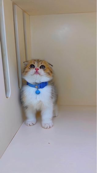 ลูกแมวสก๊อตติสโฟลด์ รูปที่ 2