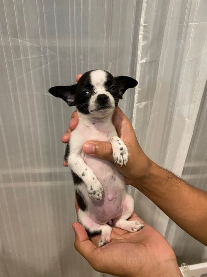 ชิวาวา (Chihuahua) เล็ก ลูกชิวาว่าขนสั้น