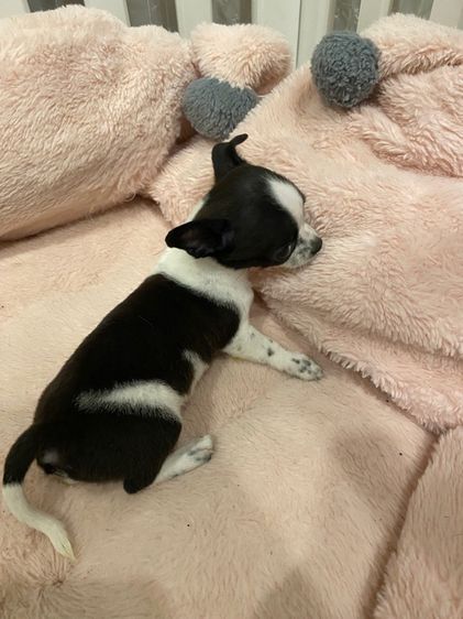 ลูกชิวาว่าขนสั้น รูปที่ 4