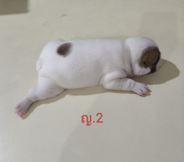 เปิดจองลูกหมา เฟรนช์ บลูด๊อก ชาย หญิง น้องแข็งแรงกินนมเก่งทุกตัว มีราคา8000-14000 บาท สนใจสามารถสอบถามได้ 082-8936291 รูปที่ 10