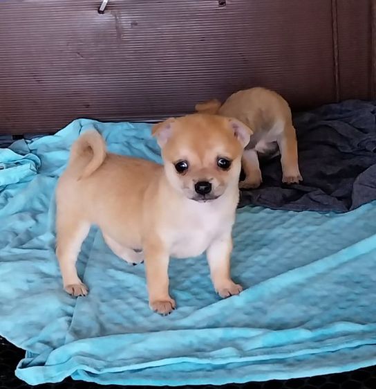 หมาชิวาว่า