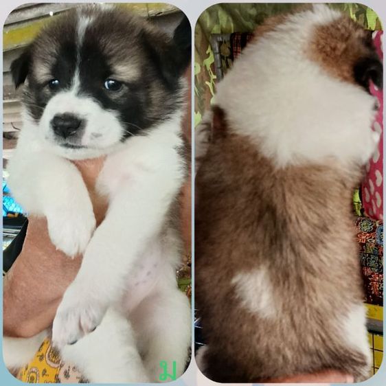 หมาบางแก้ว