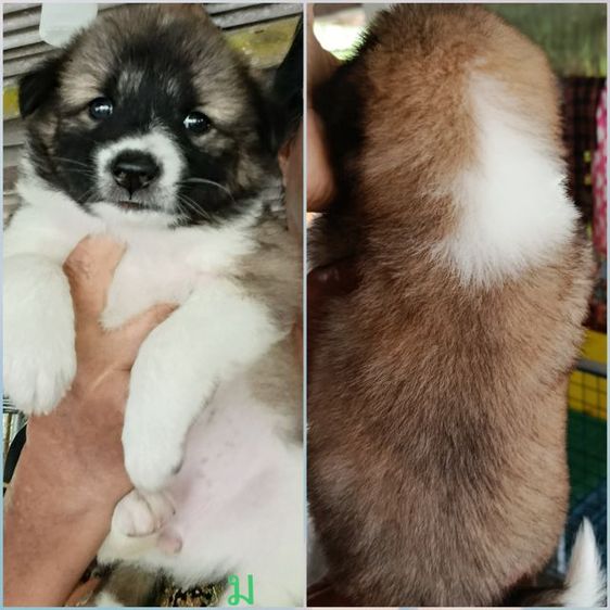 หมาบางแก้ว รูปที่ 3