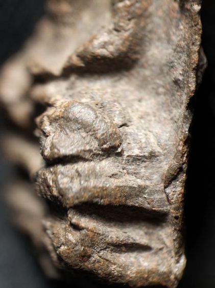 พระรอดลำพูนพิมพ์ใหญ่เนื้อเขียวหินครก รูปที่ 12