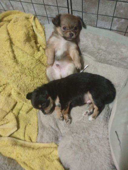 น้องหมา ชิววาว่า แท้ รูปที่ 8