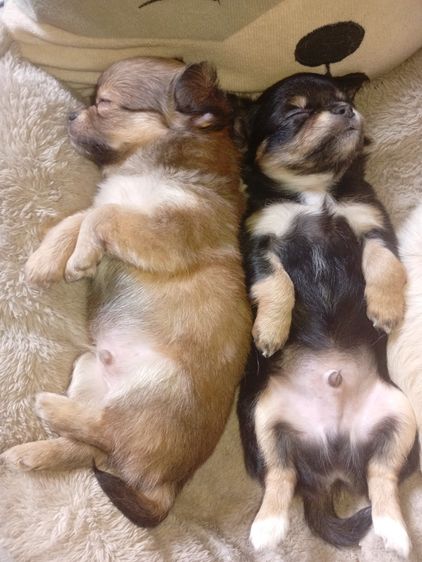 น้องหมา ชิววาว่า แท้ รูปที่ 5