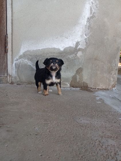 น้องหมา ชิววาว่า แท้ รูปที่ 12