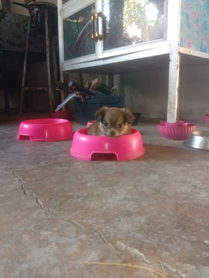 น้องหมา ชิววาว่า แท้ รูปที่ 7