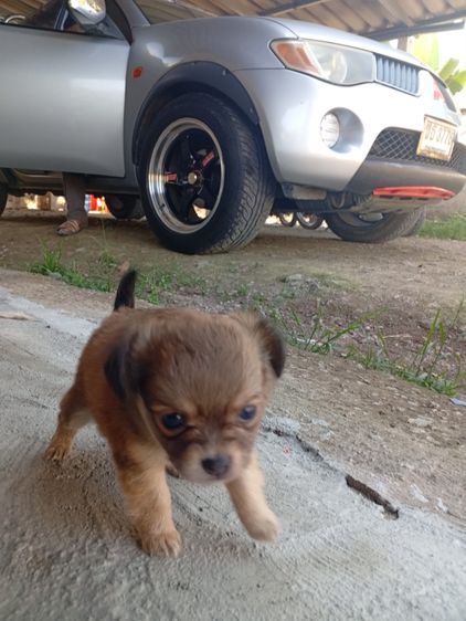 น้องหมา ชิววาว่า แท้ รูปที่ 3
