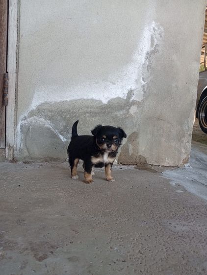 น้องหมา ชิววาว่า แท้ รูปที่ 14