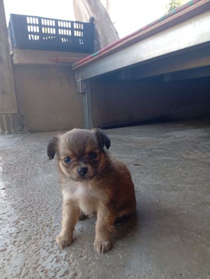 น้องหมา ชิววาว่า แท้ รูปที่ 11