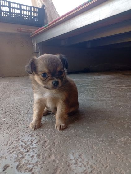 น้องหมา ชิววาว่า แท้ รูปที่ 17