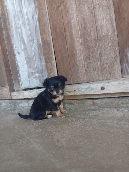 น้องหมา ชิววาว่า แท้ รูปที่ 2