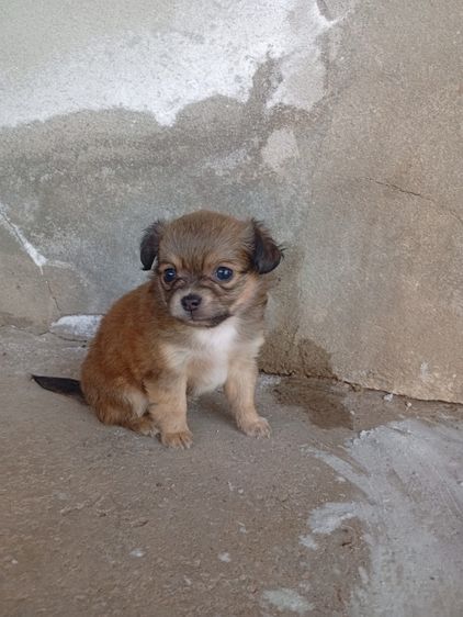 น้องหมา ชิววาว่า แท้ รูปที่ 10