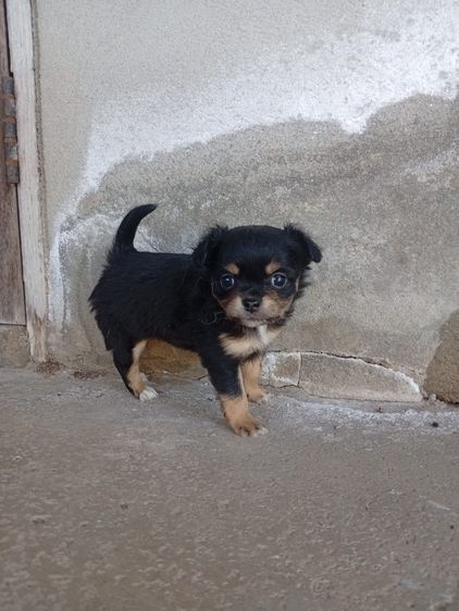 น้องหมา ชิววาว่า แท้ รูปที่ 16